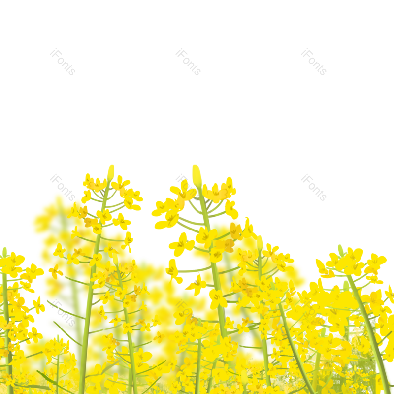 插画图片,素材元素,花朵PNG,鲜花免抠素材